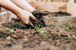 Mustard seed grants