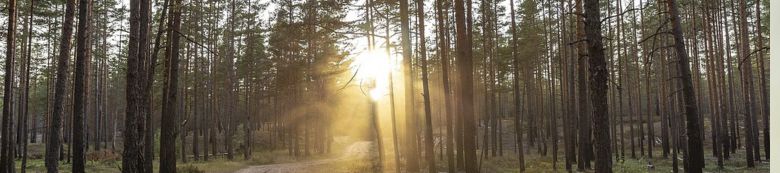 Sun shining on a pathway through the trees