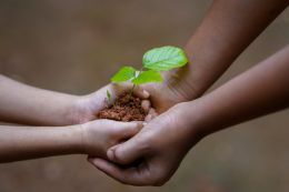 Seedling